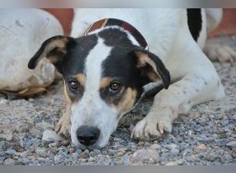 Sind Sie Sams Herzensmensch?