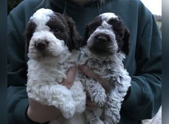 Lagotto Romagnolo / Wasserhund/ Trüffel Suchhund