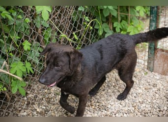 KYLO Labradormix - freundlicher Begleiter mit ruhiger Ausstrahlung und liebevollem Wesen!