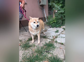 Vöröske PP – Shiba-Dame sucht liebevolles Zuhause