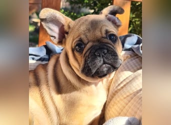 Vergnügte Frops Kinder  (Französische Bulldogge + Mops )