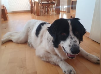 ❤️Wegen Allergie muß Marmo 1 J., kastr., 55 cm...ihre Familie verlassen!