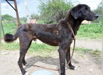 Vigor - sanfter Hundemann mit langen Beinchen