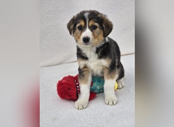 Nuki, eine von 7 zauberhaften Hundekindern