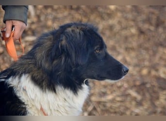 Bob - Charmanter Herdi-Mix will sich endlich binden! (47839 Krefeld)