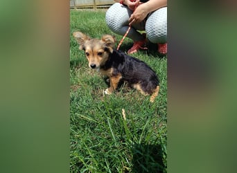 Die liebe Pötyi sucht ein ruhiges Zuhause !