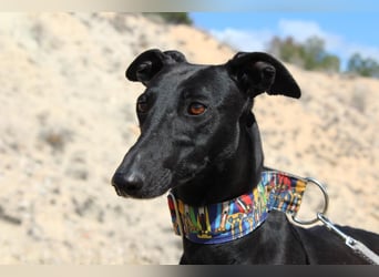 GUILIA-zarte Galga mit großer Seele sucht Geborgenheit in einem liebevollen Zuhause