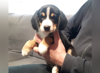 Entlebucher Sennenhund-Welpen "vom Zwergenstübchen" mit Ahnentafel