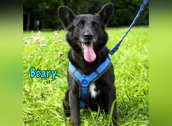 Beary geb. 01/2020 - sanfter und ruhiger kleiner Schatz sucht ruhiges Zuhause!