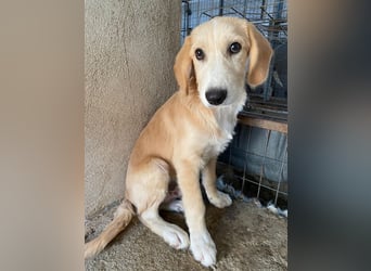 Gipsy, geb. ca. 04/2025, lebt in GRIECHENLAND, im städt. Tierheim Serres