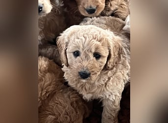 Goldendoodle mini Medium Doodle Abgabe an Pfingsten