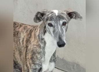 MORANTE-scheuer "Prinz" sucht liebevolles Zuhause