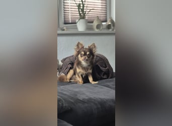 Chihuahua Rüde 