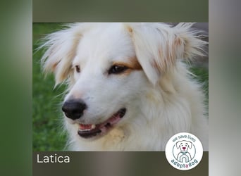 Latica: Sucht ein Zuhause