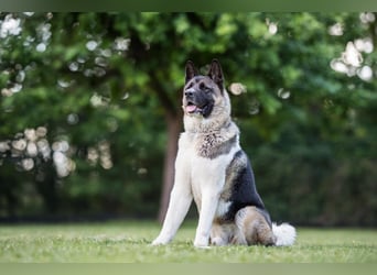 Kendo - ruhiger, ausgeglichener Familienhund - Tierhilfe Franken e.V.