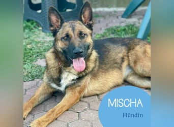 Junge Mischa sucht ihr Zuhause