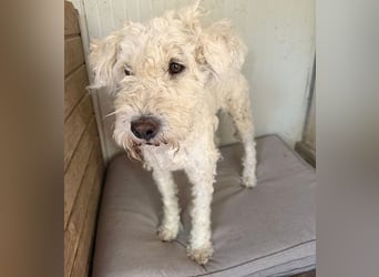 ❤️ zarte Hundeseele LUNA - 3,5 Jahre, 45cm - Puli-Mix