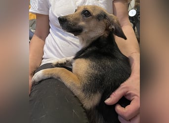 MISSY, Hündin, 3 Jahre, 31cm, Mischling, Tierschutz