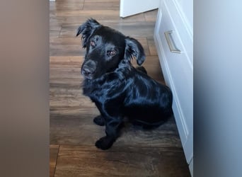 Cooper ❤️ Pflegefamilie 42109 Wuppertal