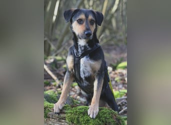 Oskar - sucht endlich ein Zuhause