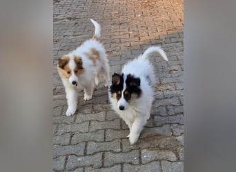 umzugsbereit, Reinr. Colliewelpen m. Ahnentafel zu verk.