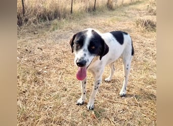 Mila, bereits auf PS in DE, sucht Traumzuhause!