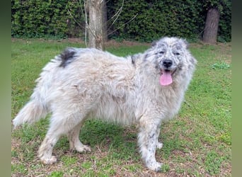 Jereld - Hund mit Sommersprossen sucht seine Familie