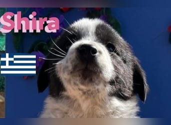 Shira,geb.02/25,verschmustes Waisenkind sucht ihr"Für-immer-Zuhause"