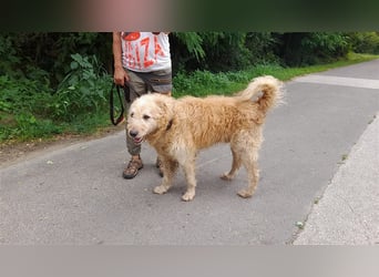 Messi, ein Hund mit viel Potential