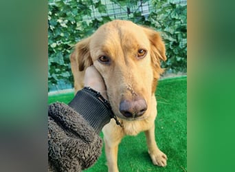 Lara – wunderschönes Retriever Mix Mädchen