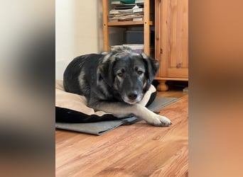 ♥ALITA♥ Pflegestelle dringend gesucht - wunderschöne, aufgeschlossene Herdenschutz-Mix-Hündin 59 cm