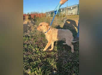 Berci, 1 Jahr, 35cm, wartet auf sein Glück