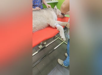 Moon - schneeweißer Husky