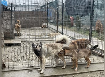Lupa, geb. 2022, Hütehund-Mix sucht liebevolles Zuhause
