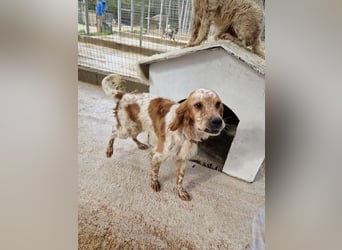 Pointer Mix MAILO (2,5 Jahre) sucht eine eigene Familie