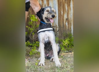 Boomer-SI, junger Hund sucht aktive Familie