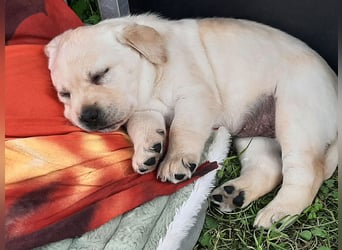 Labradorpuppies mit Papieren suchen ab Mitte Juli ein neues Zuhause