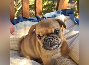 Vergnügte Frops Kinder  (Französische Bulldogge + Mops )