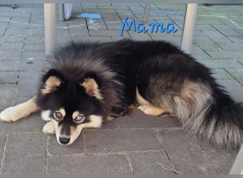 Zauberhafte Pomsky Welpen suchen ab sofort ihr neues Zuhause!