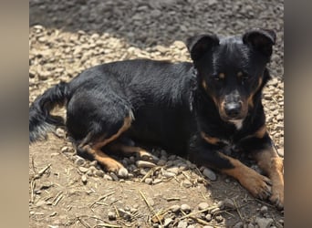 Kleiner FIDO sucht sein Zuhause!