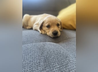 Labrador Welpen