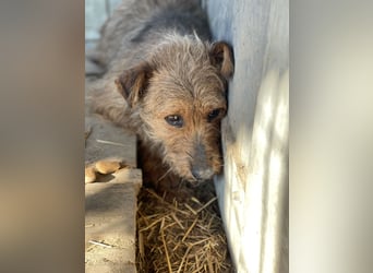 Strolch LM - sucht ein liebevolles Zuhause