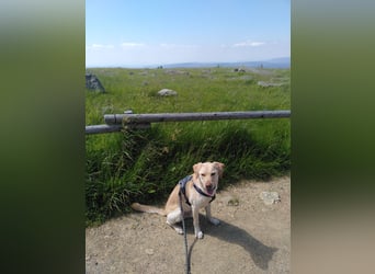 Labrador Golden Retriever Mix 
