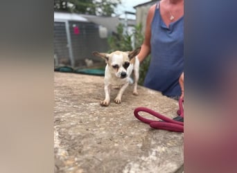 Luna, kleine Chihuahua Hündin geb. 2023