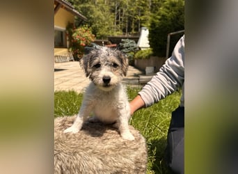 Wunderschöne Parson Jack-Russell Terrier aus liebev. Familienaufzucht su. dringend noch ein neues Zu