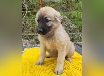 Suki ❤️ Süßes + liebes Welpenmädchen!