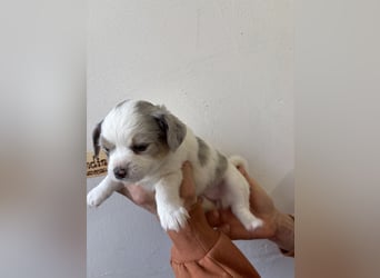 Chihuahua Langhaar Welpen ab Mitte Mai abzugeben