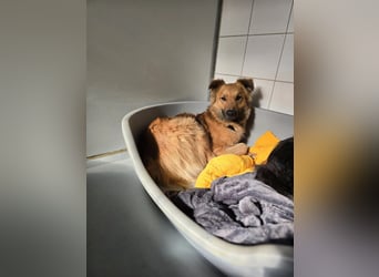 Dani sucht ihr Happy End bei einer liebevollen Familie