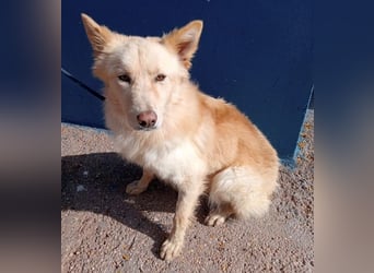 Dolar, Border-Collie typischer Jungspund aus der Tötung