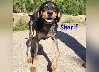 Sharif 05/2024 (ESP Pflegestelle) - sportlicher, hübscher und verschmuster Bracken-Mix Junghund!